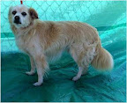 KUPREI. Macho 8 años. Tímido, cariñoso, juguetón