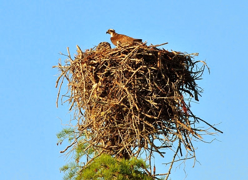 [09---second-osprey-nest---mom-return%255B2%255D.jpg]