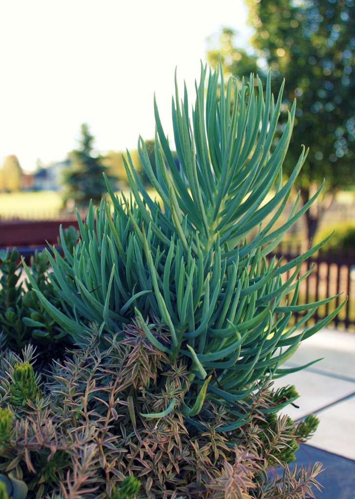 [succulent%25202%255B7%255D.jpg]