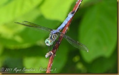 Blue Dasher D7K_0356 NIKON D7000 July 20, 2011