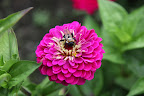 That is one giant bee going about its business of collecting nectar and picking up pollen.  Don't disturb it!