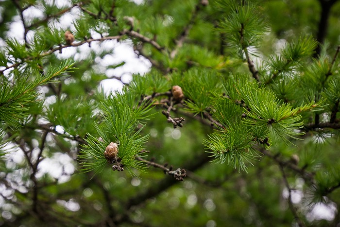 Tamarack Trees IMG_4698