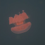 One of the residents of Jellyfish Lake