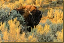 American Bison (Bison bison)