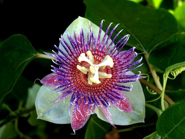 [Passiflora%2520maliformis2%255B2%255D.jpg]