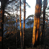 First light on the woodland of Gunung Mutis (Daniel Quinn, August 2011)