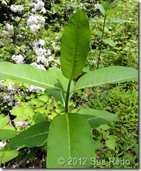 SueReno_Milkweed