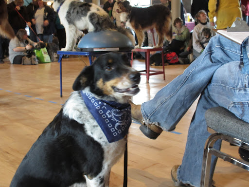 Judge Bruce Littlefield's comrade Westminster got his name after being rescued as a stray just outside of the arena where the Westminster Dog Show was taking place.