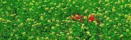 flower panoram_nebesnoe.info_12.jpg