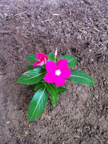 [Vinca%255B3%255D.jpg]