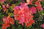 DSC_5087.JPG