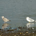 P1130310
