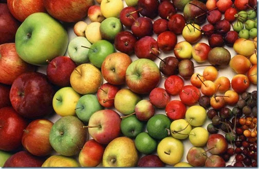 apple1 apple1