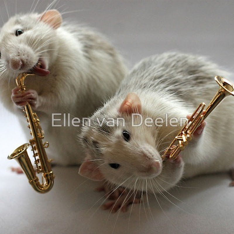 Adorable Rat Musicians by Ellen van Deelen Amusing