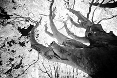 The-Tree-8