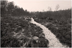 Moor bei Niedersandhausen