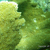 IMGP2365 Snorkel Buck Island Reef 