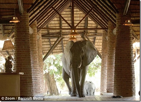 elefantes de zambia (5)