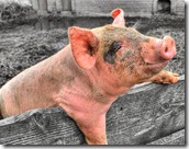 dirty-pigs-flickr_thumb%25255B5%25255D.jpg?imgmax=800