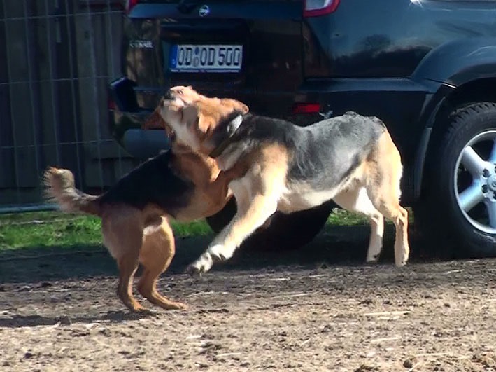[Hunde%255B2%255D.jpg]