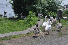 DSC_1960.JPG