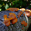 Champignons