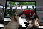 Besides, Francesca, you can't believe everything you see on television!  I think this is  just a clever commercial.  Staying healthy and fit is what will keep us in shape for squirrel chasing, not shoes!