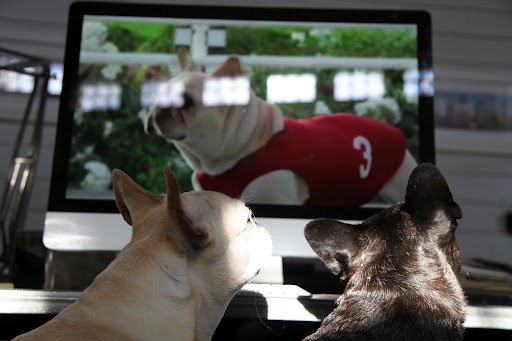 Besides, Francesca, you can't believe everything you see on television!  I think this is  just a clever commercial.  Staying healthy and fit is what will keep us in shape for squirrel chasing, not shoes!
