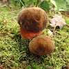 Borowiki ceglastopore dsc00871.jpg