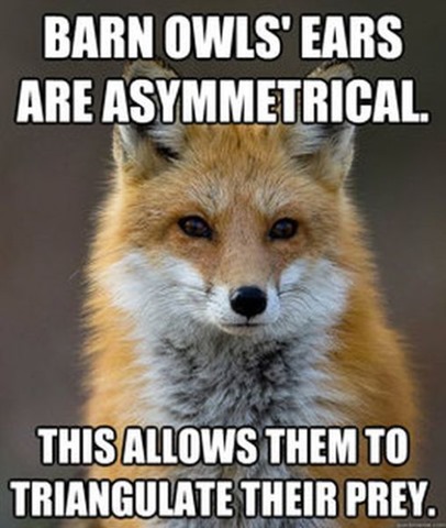 [fox-facts-meme-20%255B2%255D.jpg]