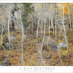 AspensBareTrunksFallenLeaves20101004.jpg