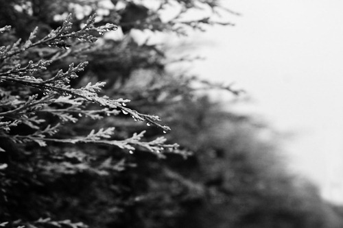 Wet-Hedge