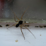 Philodromus dispar (m) - a running crab spider. Philodromus means 'lover of the race'