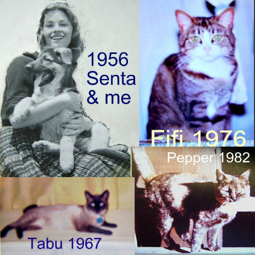 Delia with Senta in '56. Tabu joined Delia following her husband's departure to serve in Viet Nam. Fifi came to Delia in '76. Pepper was a barn cat that Delia had spayed and then took into her care. Delia with Senta in '56. Tabu joined Delia following her husband's departure to serve in Viet Nam. Fifi came to Delia in '76. Pepper was a barn cat that Delia had spayed and then took into her care.