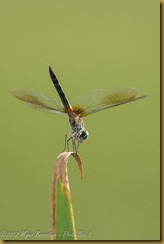 Blue Dasher - Pachydiplax longipennis