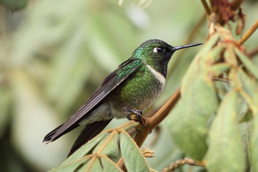 [Amethyst_throated_Sunangel%255B2%255D.jpg]