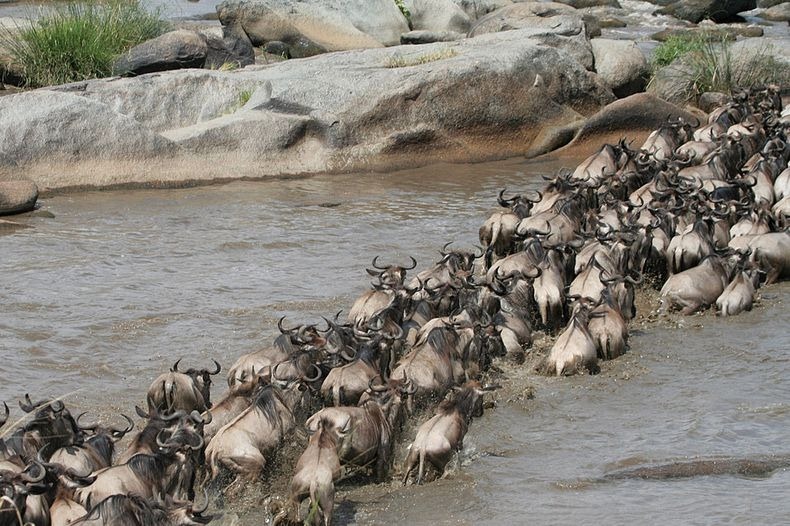 mara-river-crossing-1 mara-river-crossing-1