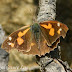 Libythea lepita - Photo (c) 112602805110920073392, some rights reserved (CC BY-NC-SA)