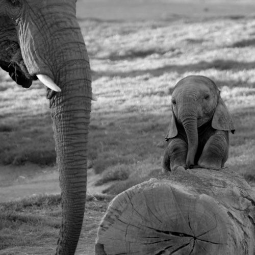 fotos animais  bebe elefante[7].jpg