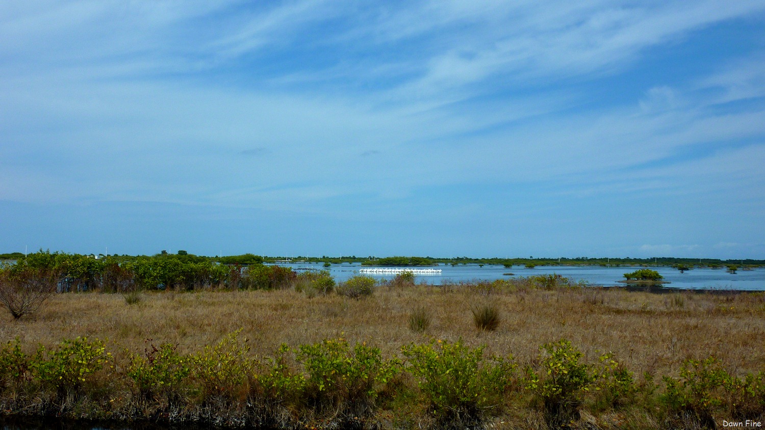 [Gator-and-Peacock-rds_00710.jpg]