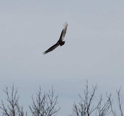 OMG! It's a turkey vulture - and it seems to be searching for its next meal.  Martha told me that vultures dine on carrion, or dead meat.  I sure hope there is nothing dead around here!