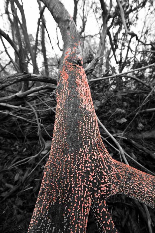 [Coral-Spot%255B4%255D.jpg]