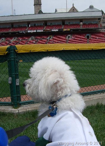 [dog%2520day1%255B16%255D.jpg]