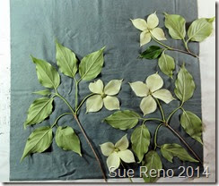 Kousa Dogwood, a work in progress by Sue Reno, Image 1