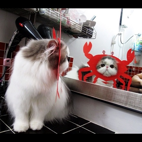 [hope-cat-instagram-9%255B2%255D.jpg]