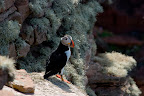 Hoy: puffin