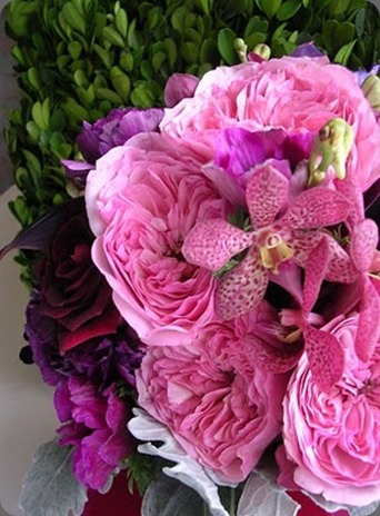 detail little pheasant