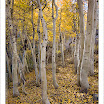 AspenGroveLeaves20081005.jpg