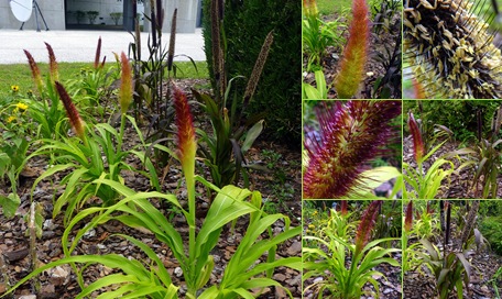 View Ornamental Millet