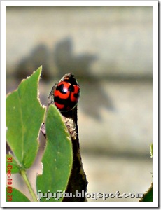 Kumbang Koksi ‘Transverse Ladybird’ (Coccinella transversalis) 01
